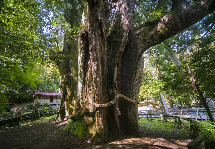 フォトスポット巡りと柚子狩り体験の様子